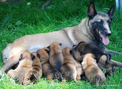 Belgický ovčák malinois - pracovní linie