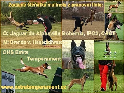 Belgický ovčák malinois - pracovní linie