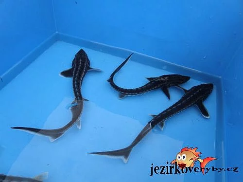 Prodám jesetery a další ryby do jezírka