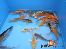 Prodám jesetery a další ryby do jezírka