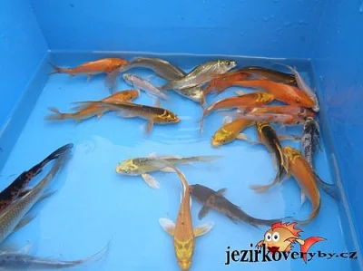 Prodám jesetery a další ryby do jezírka