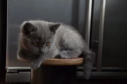 Britská modrá koťata - kocourek