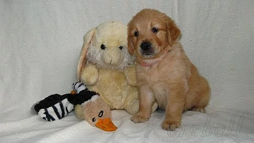 Zlatý retriever - štěňátka s PP