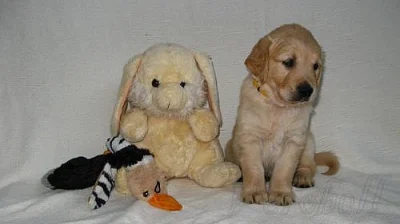 Zlatý retriever - štěňátka s PP