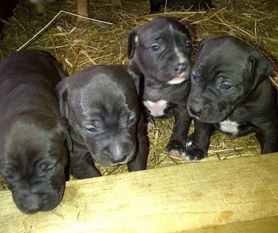 American Pit Bull Terrier s PP