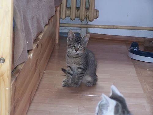 Kocourek Daník