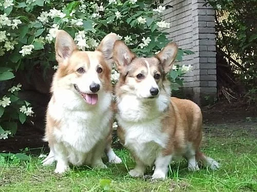 WELSH CORGI PEMBROKE - štěňata