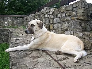 Anatolský pastevecký pes - štěňata