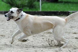Anatolský pastevecký pes - štěňata