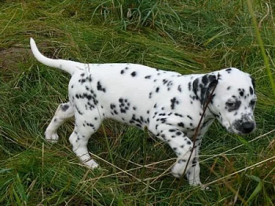 Dalmatin - štěňátka k odběru !