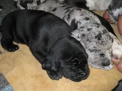 Německá doga skvrnitá a černá štěňata