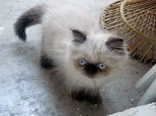Perská koťátka