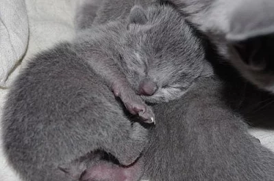 Ruská modrá kočka s PP