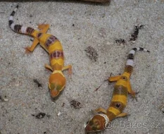 gekončík noční; užovka červená