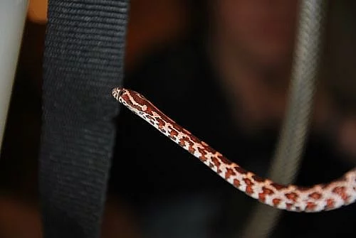 gekončík noční; užovka červená