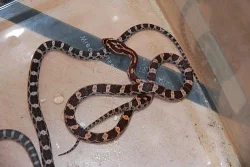 gekončík noční; užovka červená