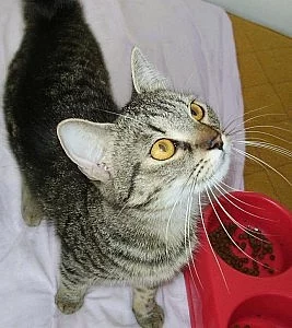 Kočička Cecilka