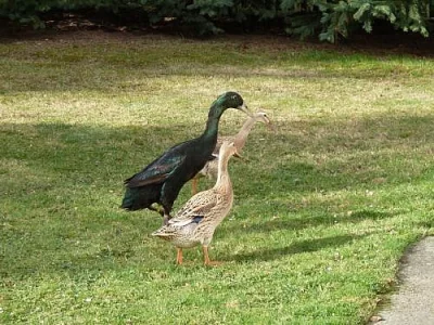 Prodám indické běžce