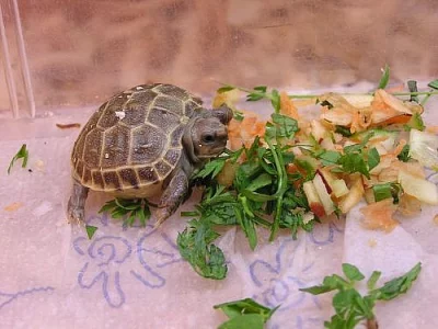 Želvičky od 1000Kč..