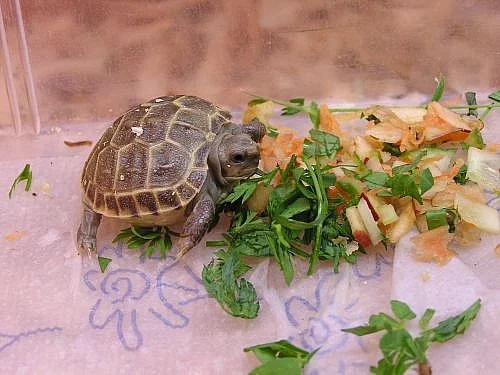 Želvičky od 1000Kč..