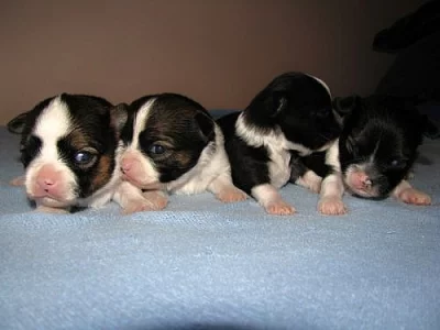 Čivava dlouhosrstá