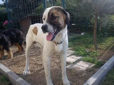 Daruji Středoasijského pasteveckého psa