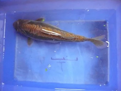 Levné generační koi od japonských chovatelů.