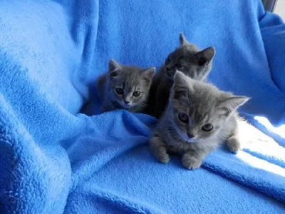 Britská koťátka bez PP