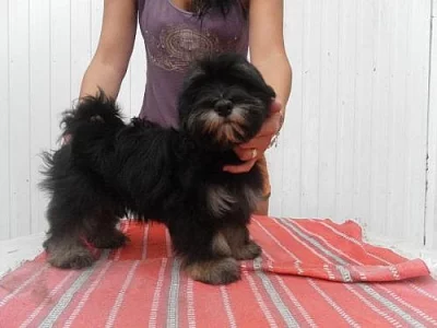 Havanský psík - bišonek