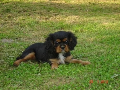 Kavalír King charles španěl - krásná fenečka bez P