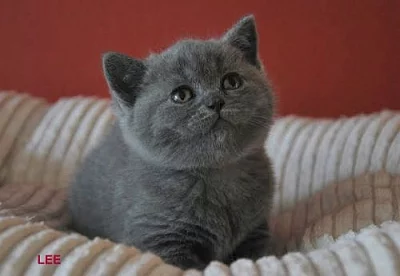 Britská kočička a kocourek v modré barvě s PP.