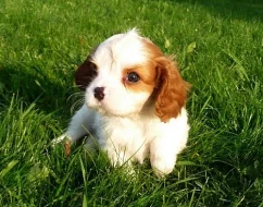 Kavalír King Charles Spaniel s PP - pejsek TR a BH