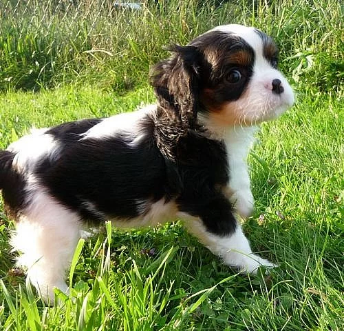 Kavalír King Charles Spaniel s PP - pejsek TR a BH