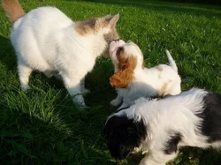 Kavalír King Charles Spaniel s PP - pejsek TR a BH