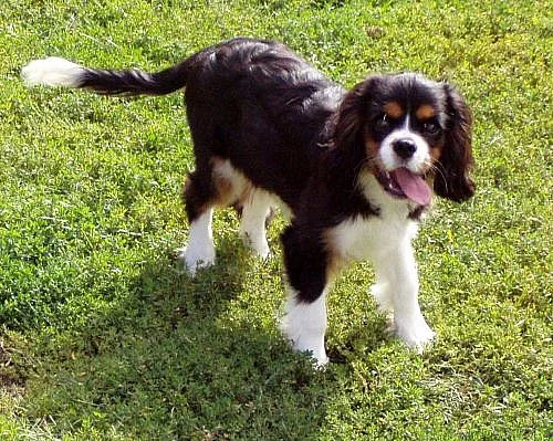 Kavalír king charles španěl s PP