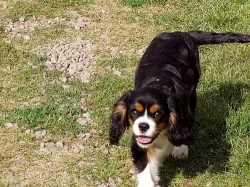 Kavalír king charles španěl s PP