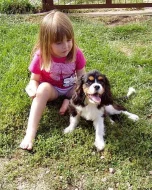 Kavalír king charles španěl s PP