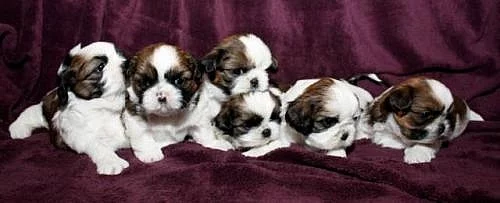 Shih-tzu - nádherná štěňátka s PP