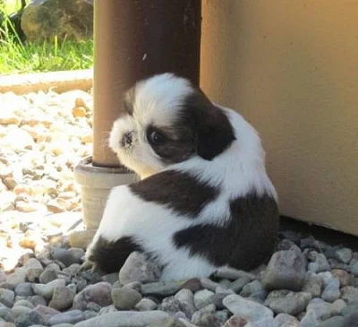 Shih-tzu - nádherná štěňátka s PP