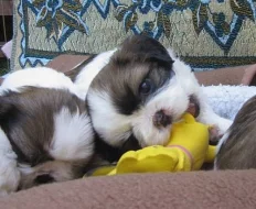 Shih-tzu - nádherná štěňátka s PP