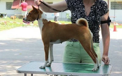 zadám štěně basenji
