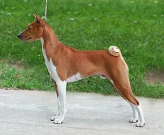 zadám štěně basenji