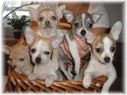 Čivava krátkosrstá