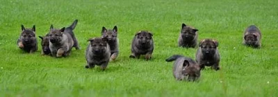 Německý ovčák - štěňata s PP