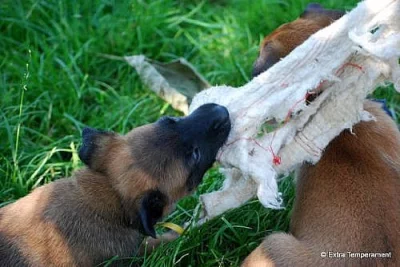 Belgický ovčák malinois s PP