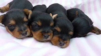 Jorkšírský terier s PP