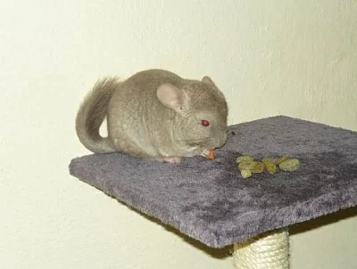 Mláďata činčily jihoamerické