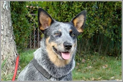 AUSTRALSKÝ HONÁCKÝ PES S PP