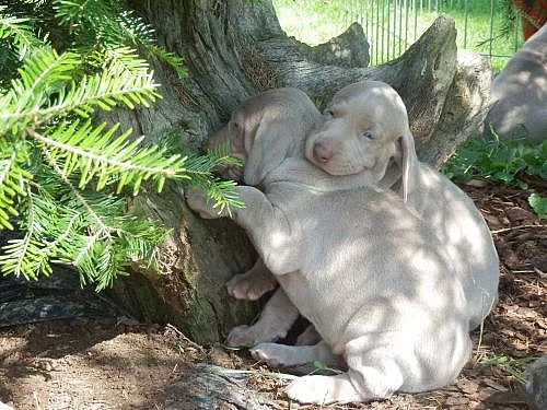 Flawless Face - výmarský ohař s PP - 2 fenky,1 pes