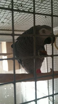 ŽAKO kongo  krotký špičkově mluvící